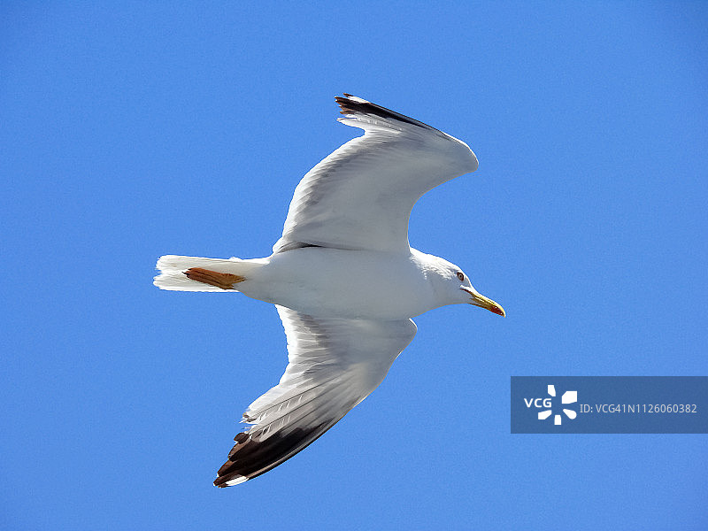 海鸥图片素材