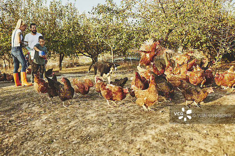 散养鸡场图片素材