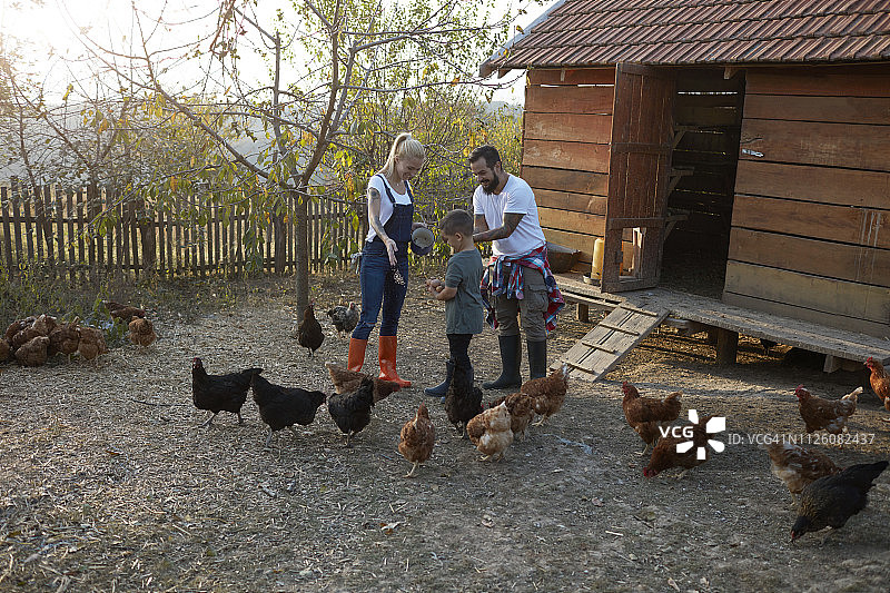 散养鸡场图片素材