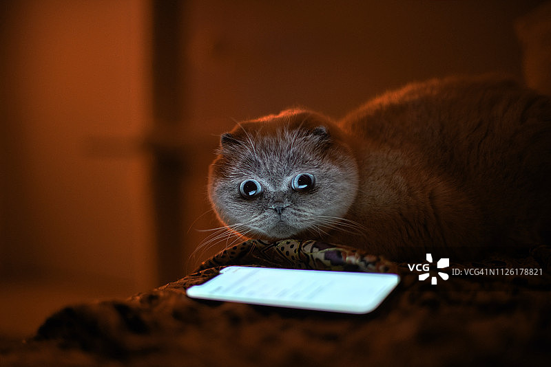 苏格兰折耳猫的猫图片素材