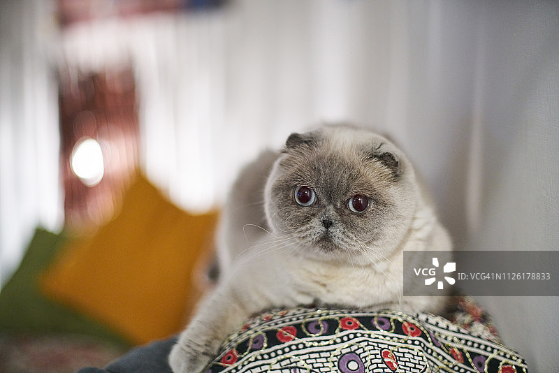 苏格兰折耳猫的猫图片素材