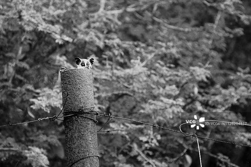 透过篱笆柱窥视的小丛林猴图片素材
