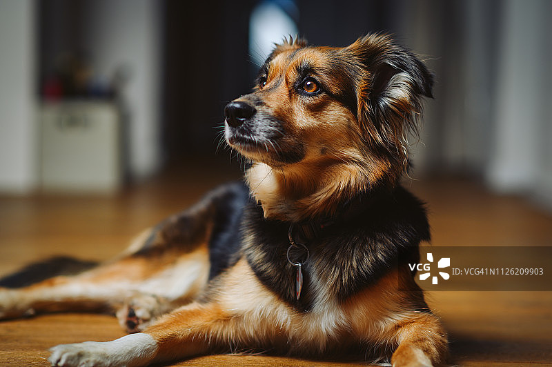 狗肖像图片素材