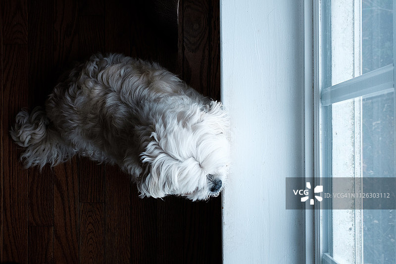 在窗边等待的小狗图片素材
