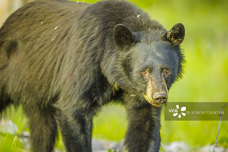 加拿大阿尔伯塔省的贾斯珀国家公园图片素材