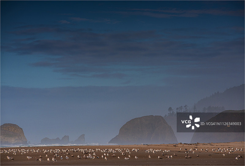 美国俄勒冈州坎农海滩的黄昏海鸥图片素材