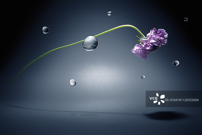 零重力空间中的花朵和水滴图片素材