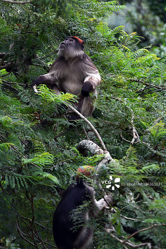 乌干达红疣猴图片素材