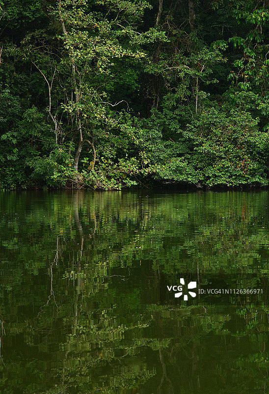热带雨林中的大树图片素材