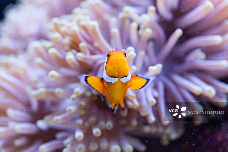橙色和白色小丑鱼藏在海葵触须中图片素材