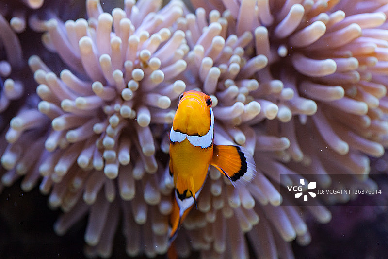 橙色和白色小丑鱼藏在海葵触须中图片素材