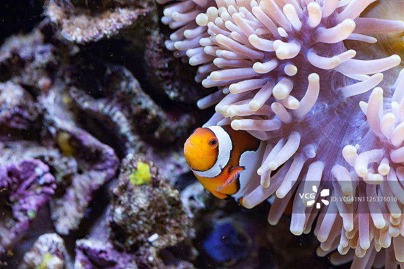 橙色和白色小丑鱼藏在海葵触须中图片素材