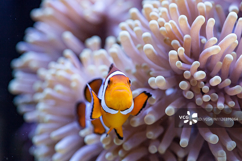 橙色和白色小丑鱼藏在海葵触须中图片素材