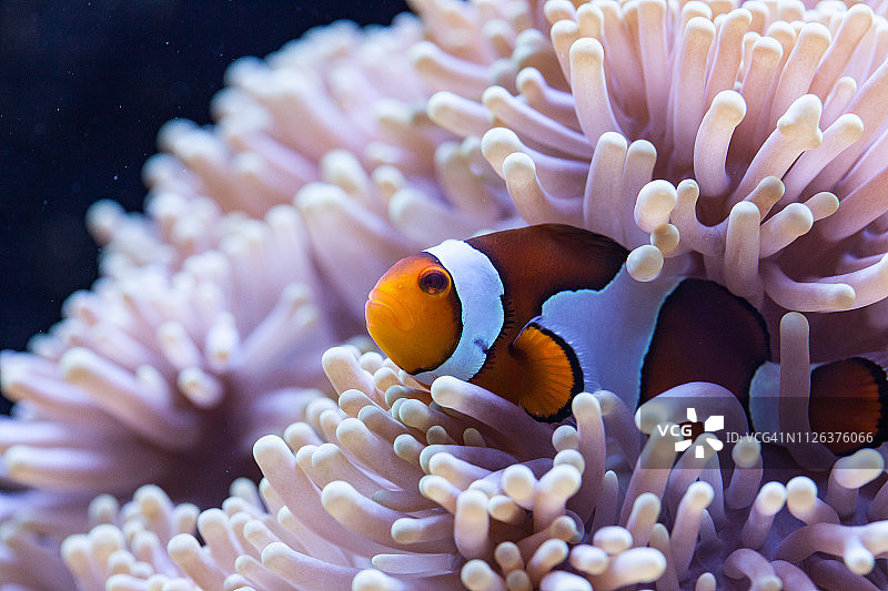 橙色和白色小丑鱼藏在海葵触须中图片素材
