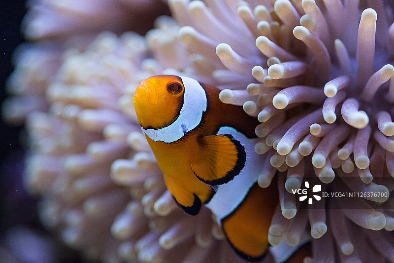 橙色和白色小丑鱼藏在海葵触须中图片素材