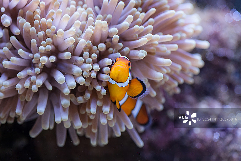 橙色和白色小丑鱼藏在海葵触须中图片素材