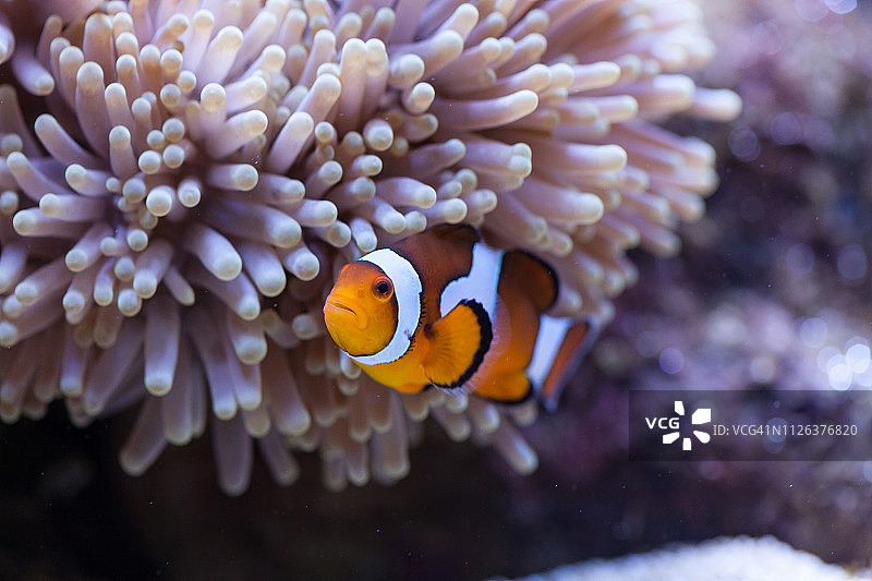 橙色和白色小丑鱼藏在海葵触须中图片素材