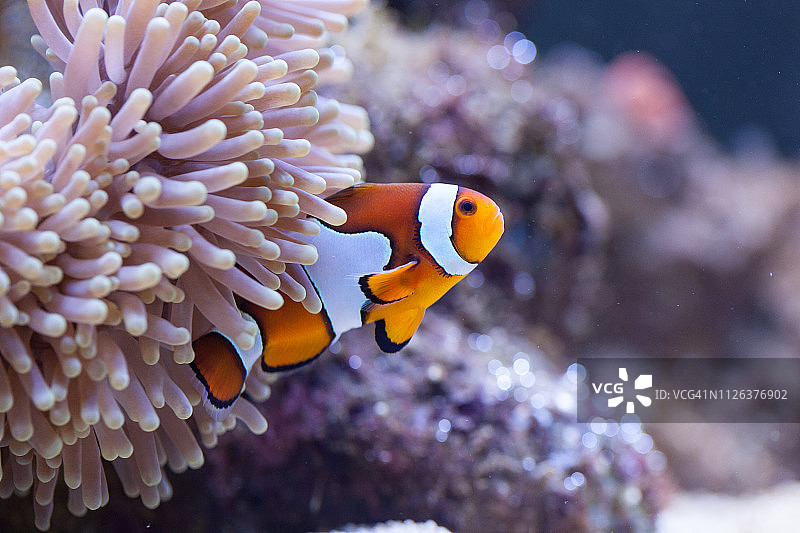 橙色和白色小丑鱼藏在海葵触须中图片素材