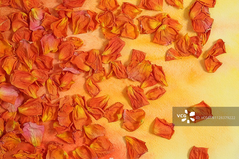 水彩背景上的红色花瓣图片素材