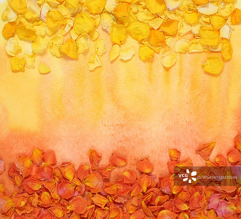 水彩背景上的红色和黄色花瓣图片素材