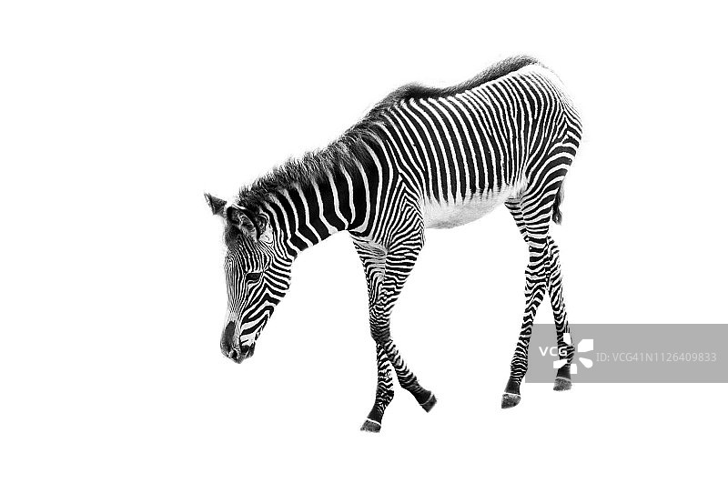 白色背景上的斑马 - 极简主义图片素材