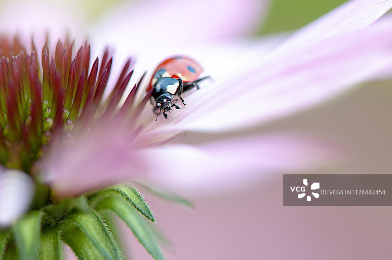 七星瓢虫停留在粉色紫锥菊上特写图片素材
