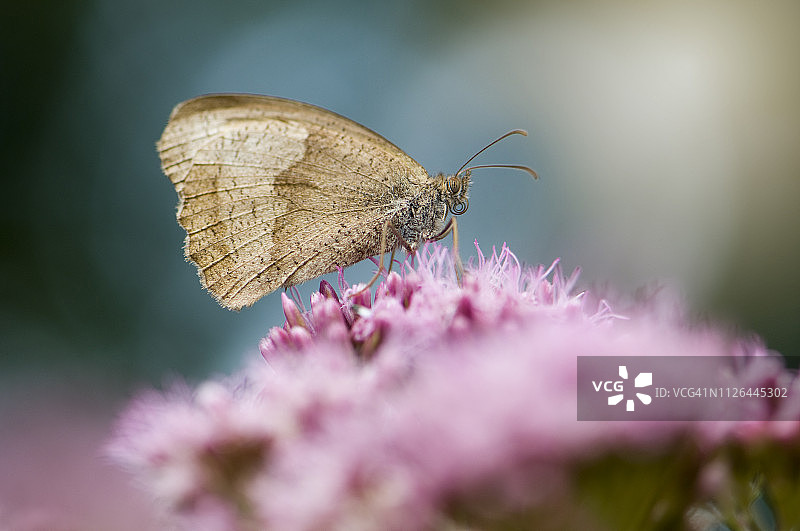 一只蛱蝶采集泽兰粉色夏花的特写图片素材