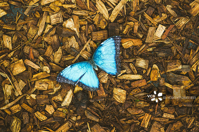 落在地上的大蓝闪蝶图片素材