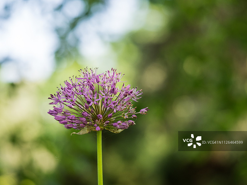 春季盛开的紫花葱图片素材