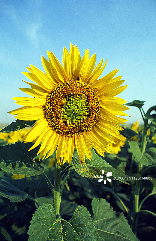 土耳其的向日葵图片素材
