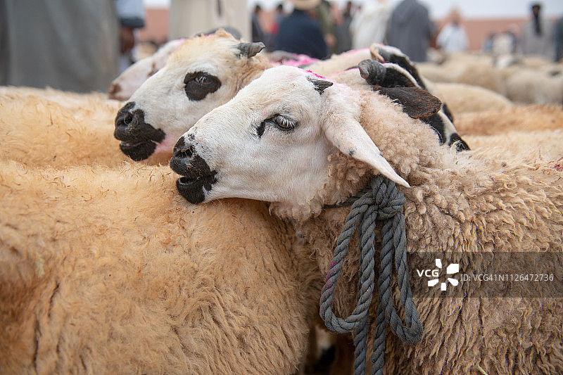 牲畜市场上待售的绵羊特写图片素材