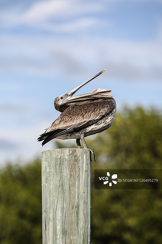 佛罗里达州萨尼贝尔岛上的棕色鹈鹕吞咽图片素材