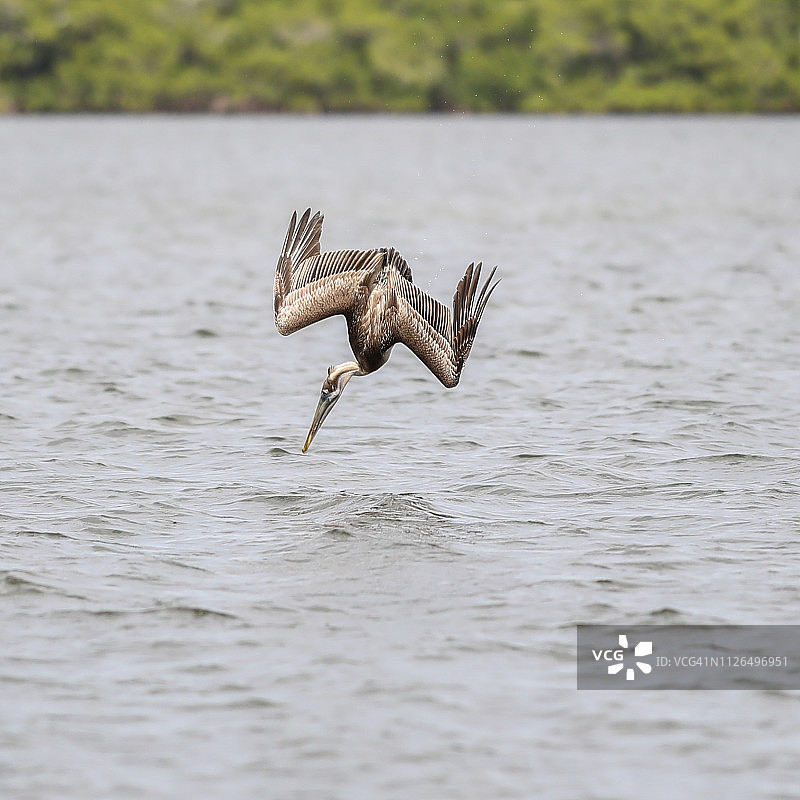 棕色鹈鹕潜水捕鱼图片素材