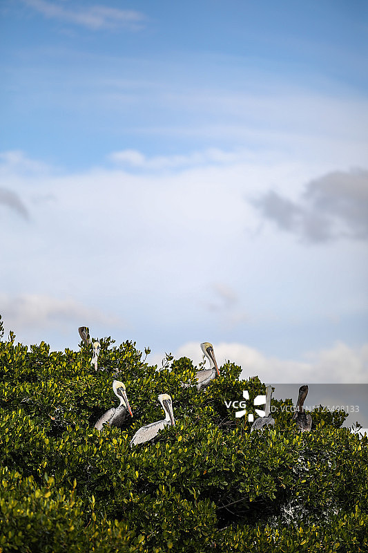 红树林中筑巢的棕色鹈鹕图片素材