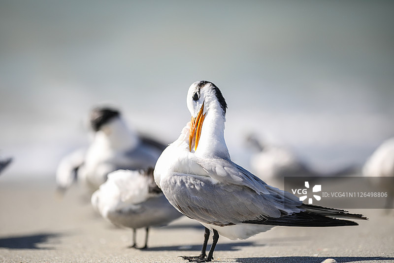 圣ibel岛海滩上的一群皇家燕鸥图片素材