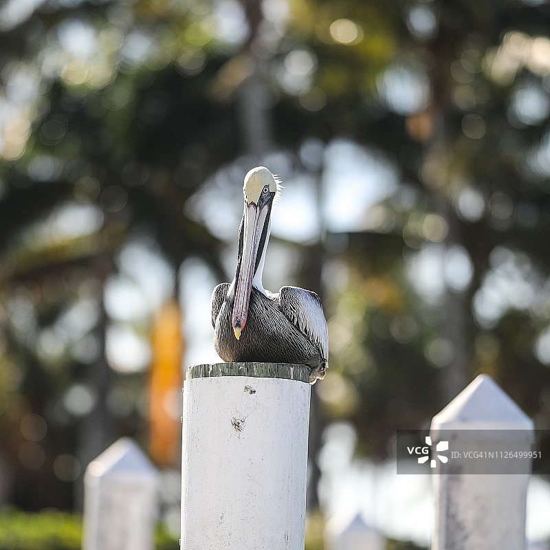栖息在码头桩上的棕色鹈鹕图片素材