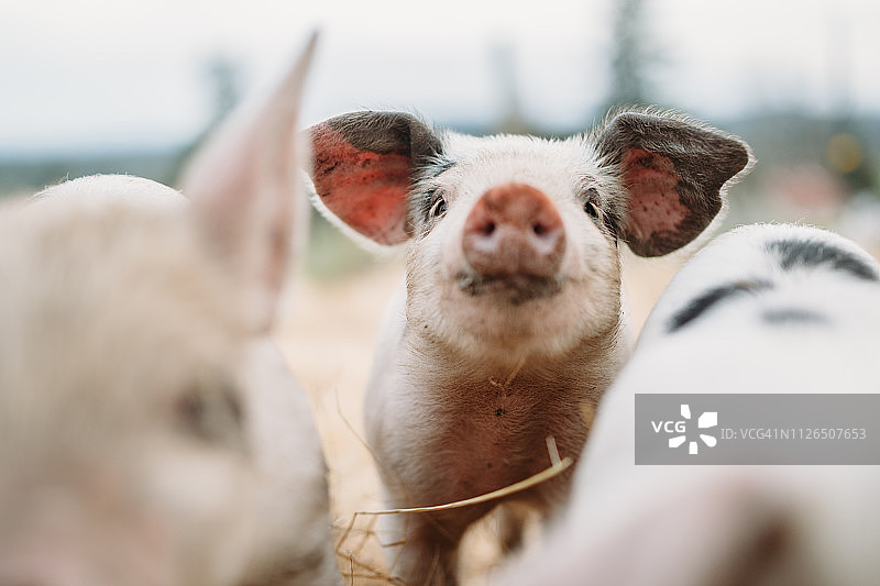 有机农场里可爱的近距离猪宝宝图片素材