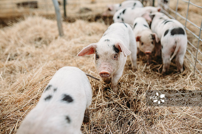 有机农场里可爱的近距离猪宝宝图片素材