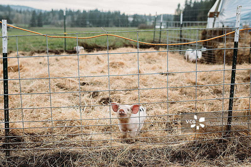 有机农场里好奇可爱的猪宝宝图片素材