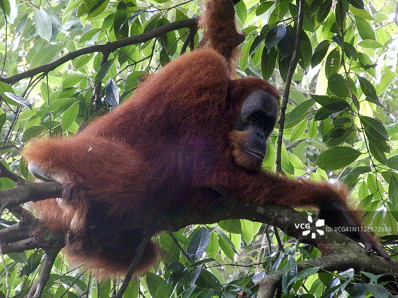 苏门答腊勒user火山国家公园：雨林树冠上打盹的大猩猩图片素材