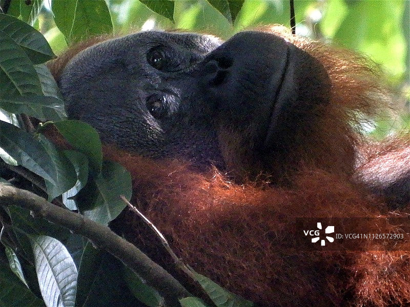 在高高的树上放松的雄性猩猩面部特写图片素材