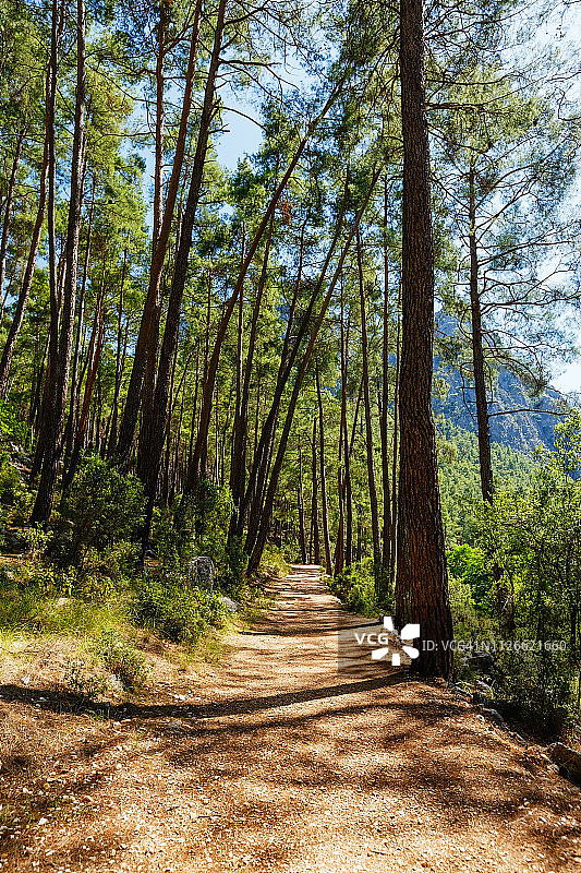 穿越土耳其亚兹勒峡谷自然公园松树林的步道图片素材