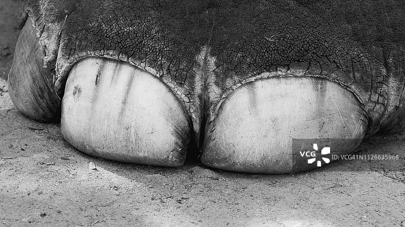 大象脚部特写图片素材