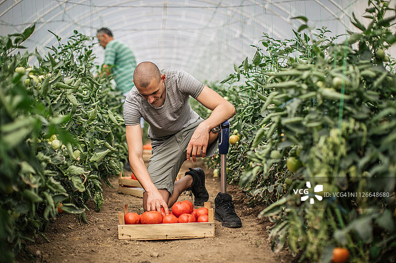残疾男子在番茄农场工作图片素材