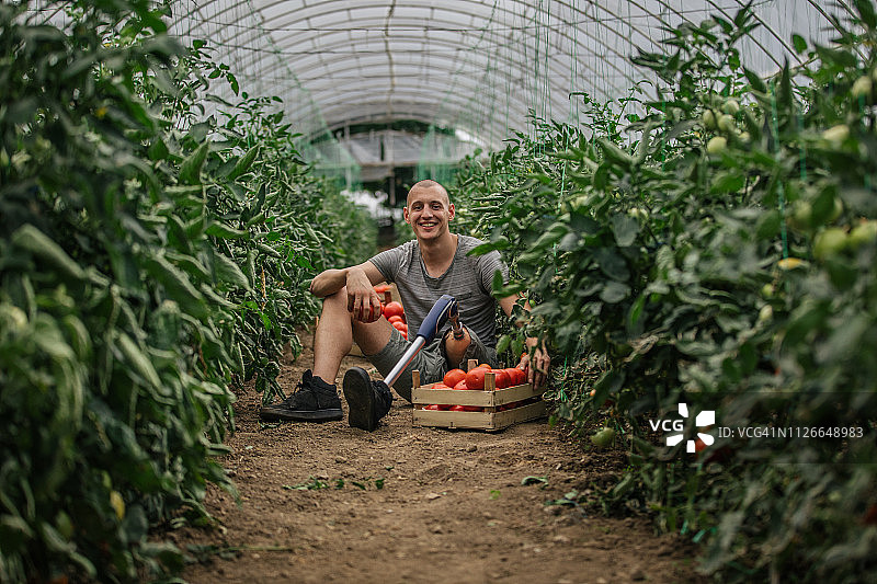 番茄农场上的残疾男子图片素材