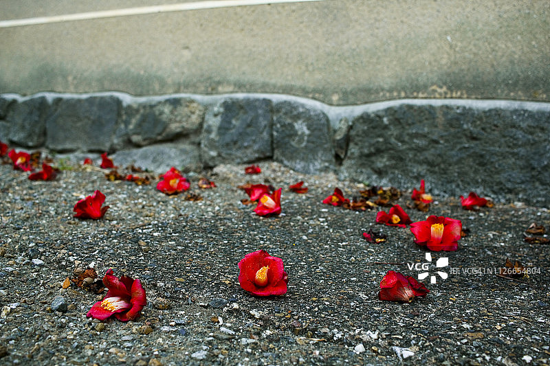落下的山茶花图片素材