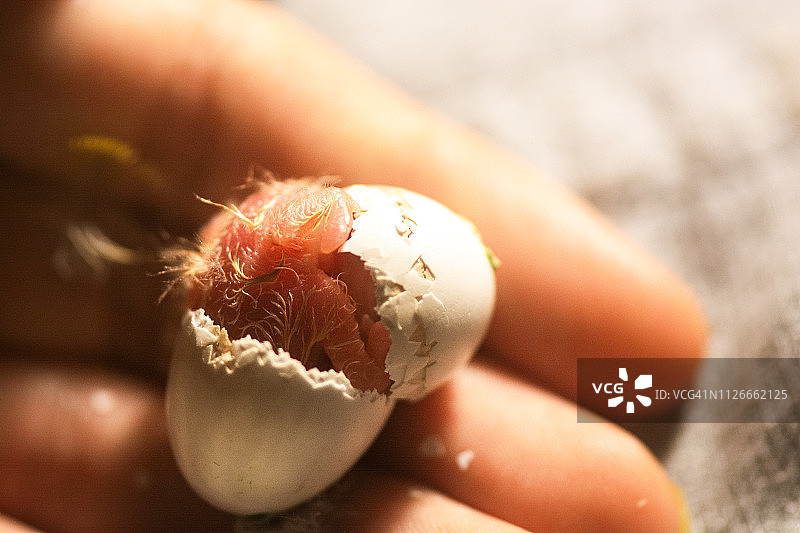 从蛋中孵化的爱情鹦鹉图片素材