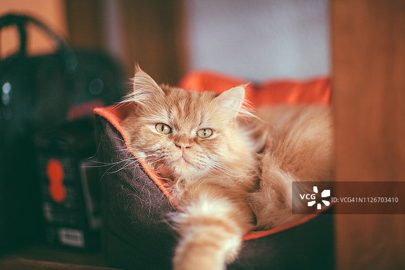 床上的长毛猫图片素材