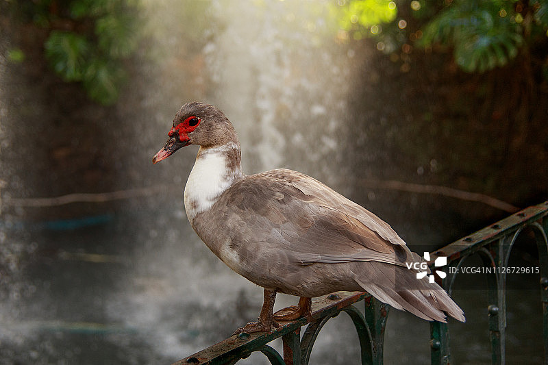 美洲家鸭图片素材