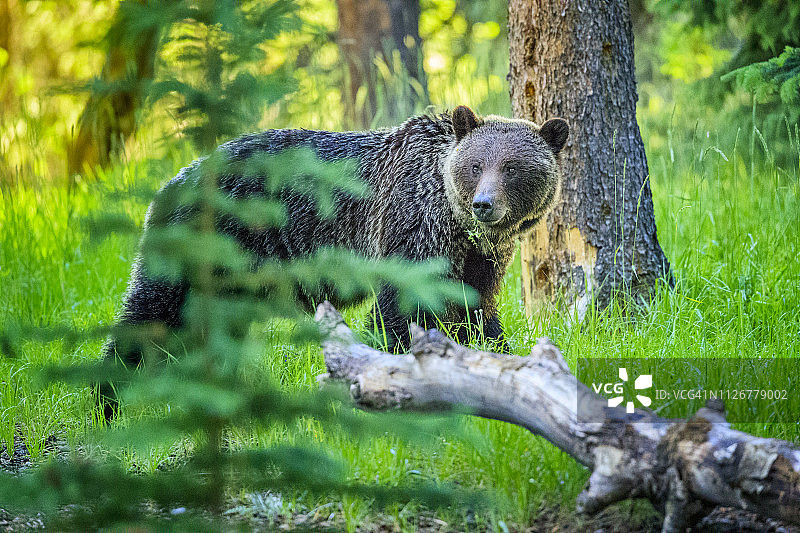 加拿大阿尔伯塔省的贾斯珀国家公园图片素材